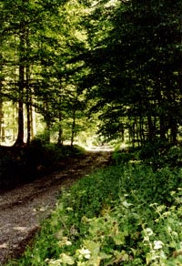 Einbeckerweg in het Ellenser Wald. Van Hilwartshausen naar Hoppensen