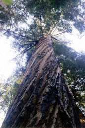 Giant Sequoia 
